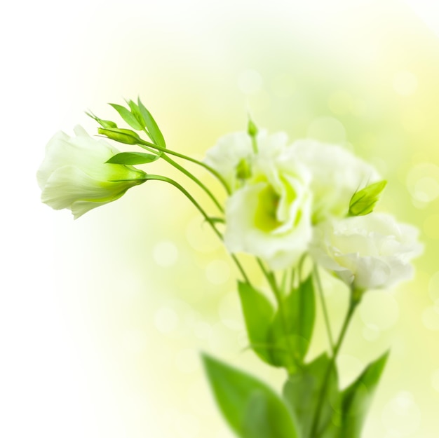 Bando de flores brancas com botões em fundo desfocado