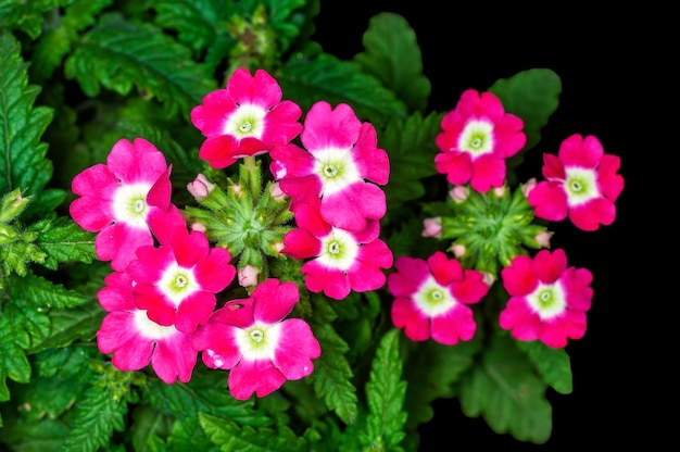 Bando de flores cor de rosa em uma planta