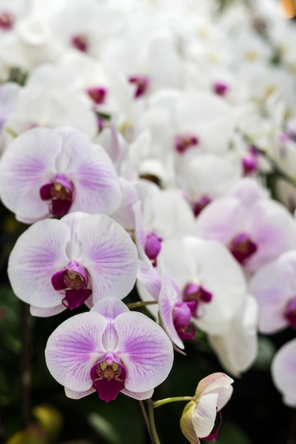 Foto bando de flores de orquídea brancas