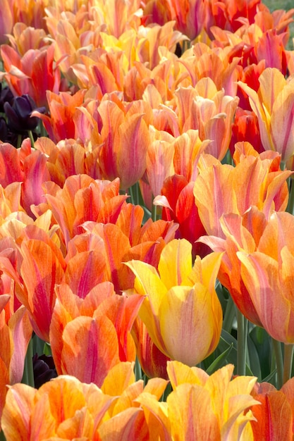 Bando de flores de tulipa vermelha amarela e laranja flores frescas da primavera