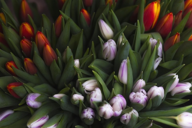 Bando de flores de tulipas brancas com foco seletivo e fundo desfocado.