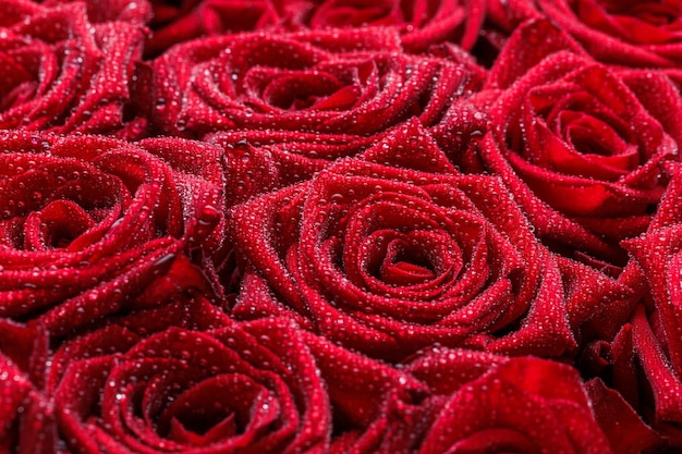 Bando de fundo floral de rosas vermelhas frescas