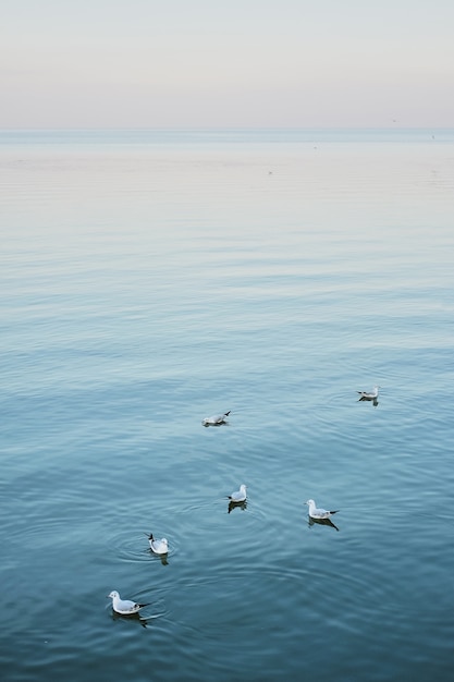 Bando de gaivotas brancas, refrigeração e flutuando na superfície e onda do mar azul