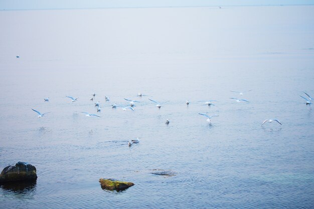 Bando de gaivotas decola das rochas perto do mar