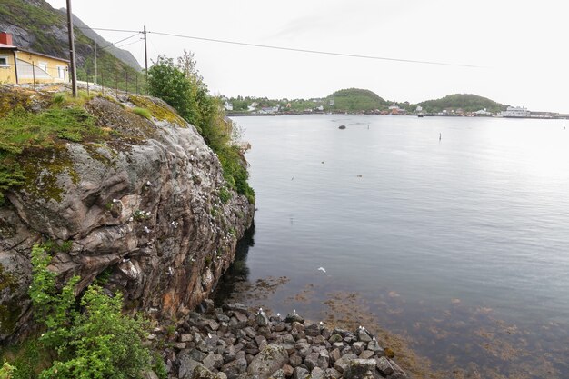 Bando de gaivotas em um penhasco nas ilhas lofoten