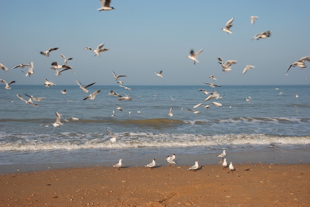 Foto bando de gaivotas na praia