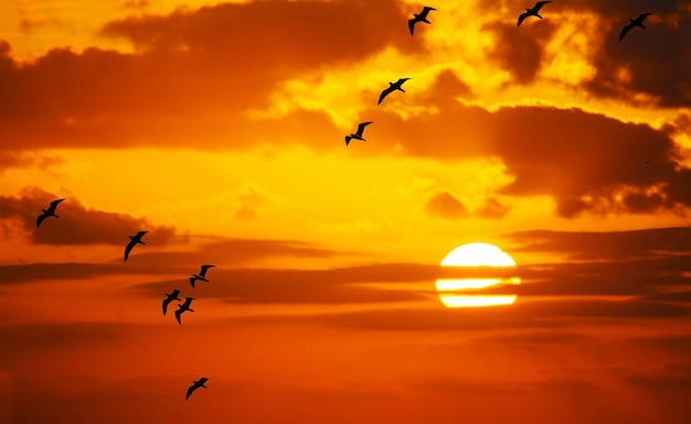 Foto bando de gaivotas voando ao sol ao pôr do sol