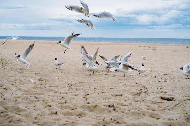 Bando de gaivotas voando lutando por comida na praia à beira-mar