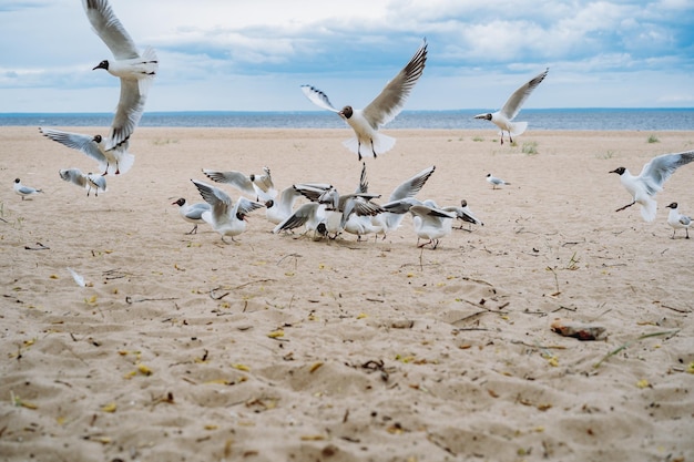 Bando de gaivotas voando lutando por comida na praia à beira-mar