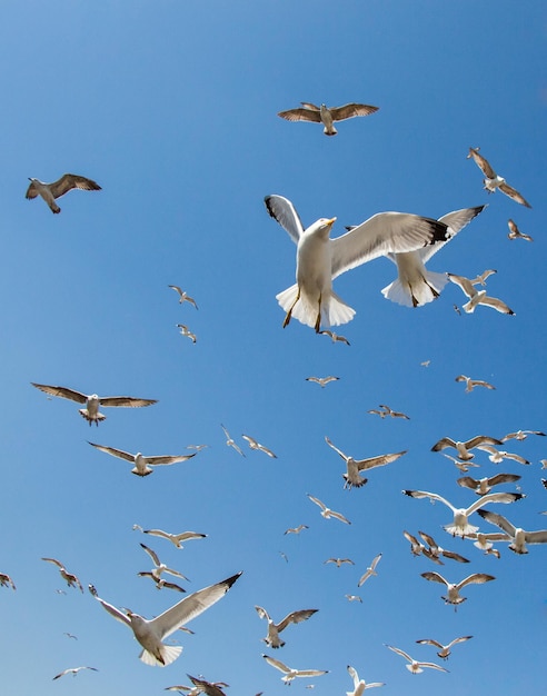 Bando de gaivotas voando no céu