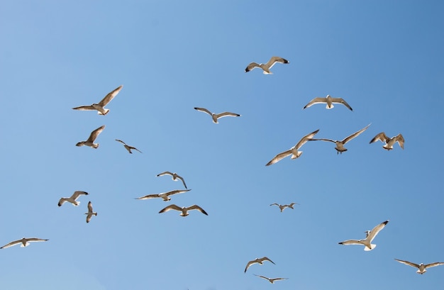 Bando de gaivotas voando no céu