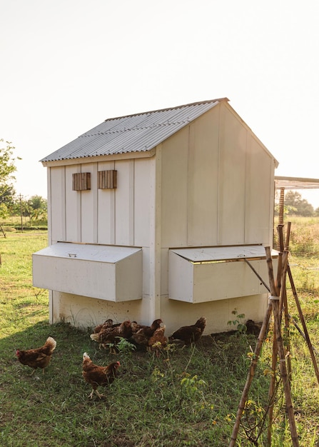 Bando de galinhas comendo comida na grama perto da casa de incubação