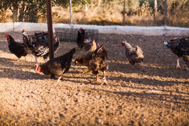 Bando de galinhas de raça misturada na fazenda