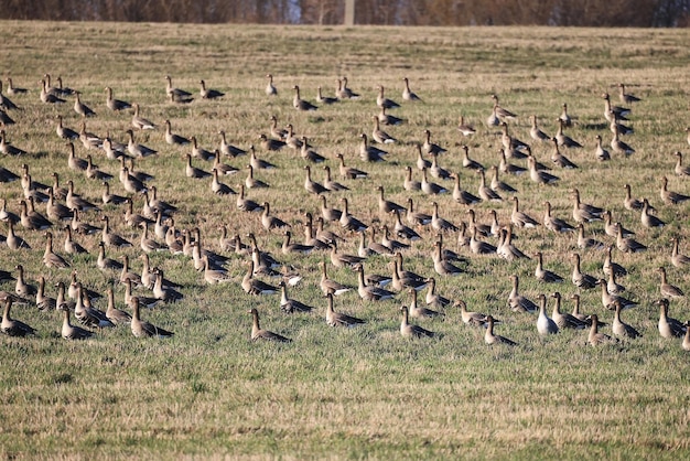 Bando de gansos migratórios na primavera no campo