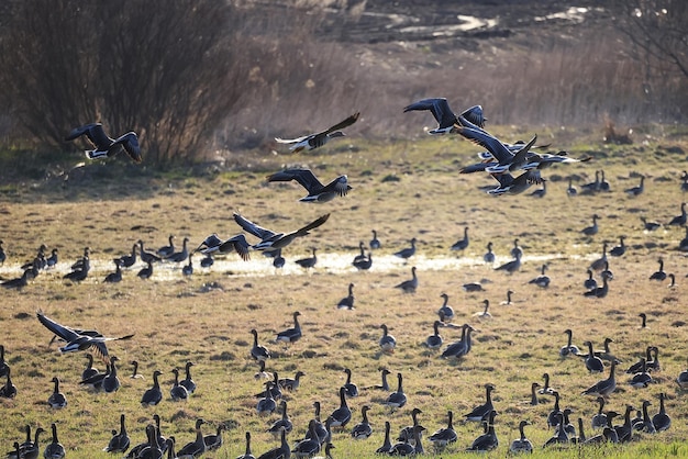 Bando de gansos migratórios na primavera no campo