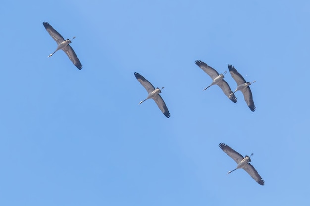 Bando de guindaste (grus grus) voando