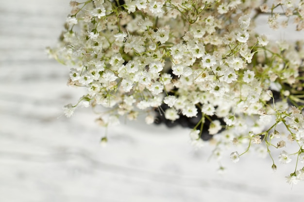 bando de Gypsophila (respiração do bebê)