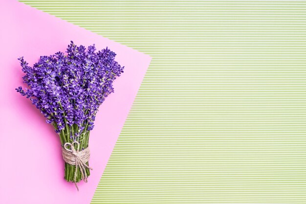 Bando de lavanda fresca no fundo verde-de-rosa.