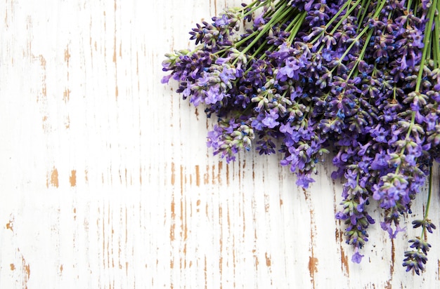 Bando de lavanda