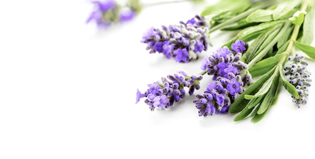 Bando de lindas flores de lavanda isolado em um fundo branco. Foco seletivo, DOF raso