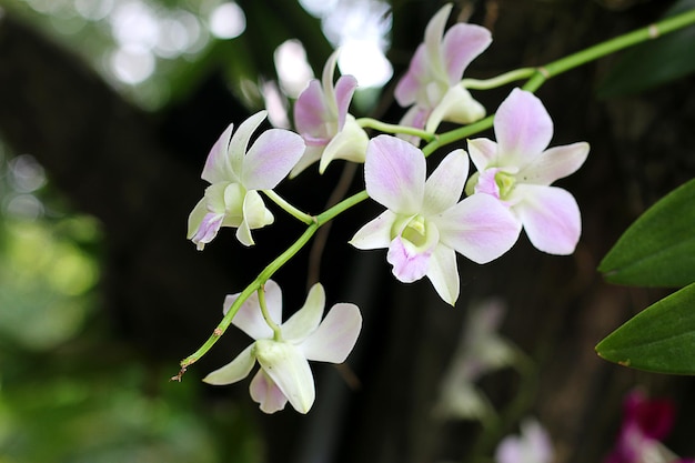 Bando de orquídeas brancas foto de manhã cedo no meu jardim