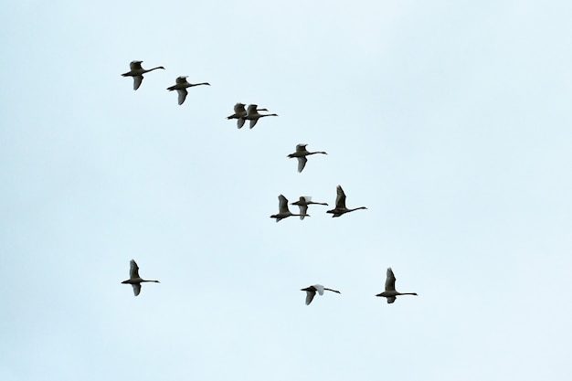 Bando de pássaros, cisnes voando alto no céu azul