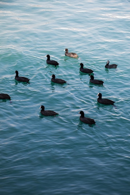 Bando de pássaros na água com fundo de água