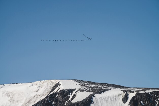 Bando de pássaros no céu azul sobrevoam o cume da montanha gigante de neve