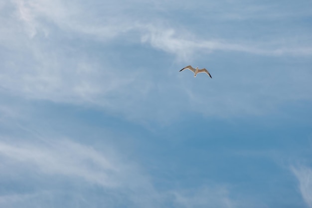 Bando de pássaros no céu