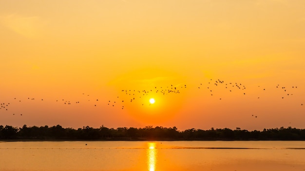 Bando de pássaros no reservatório, sombra do pôr do sol, gaivota