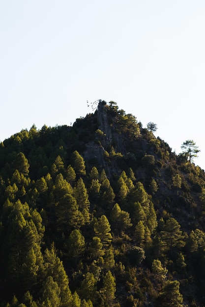 Bando de pássaros passando por um pico de montanha