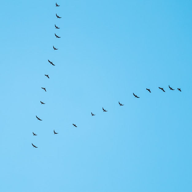 Bando de pássaros selvagens voando em cunha contra o céu azul