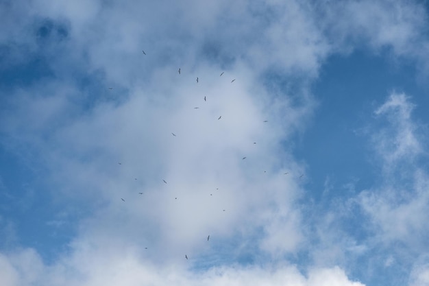 Bando de pássaros voando no céu azul