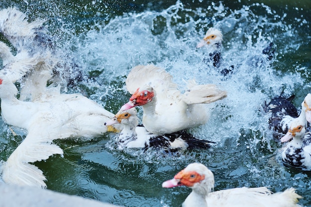 Bando de patos almiscarados nadando na água em uma granja