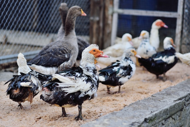 Bando de patos almiscarados preto e branco caminhando