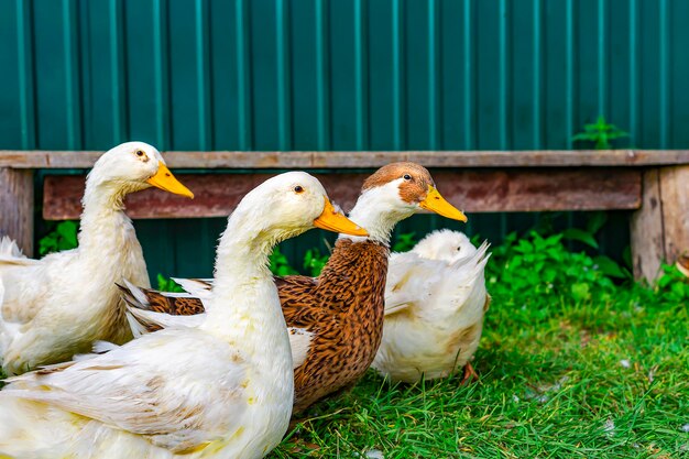 Bando de patos na fazenda