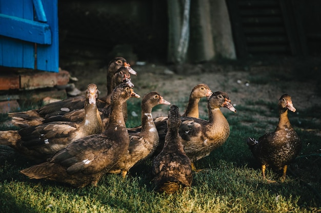 Bando de patos no quintal