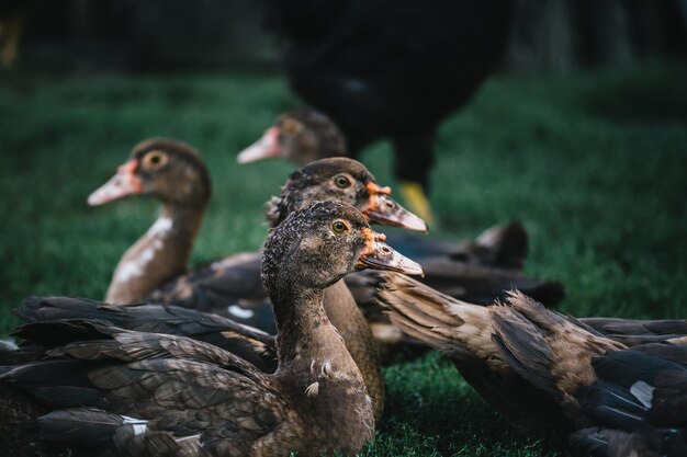 Bando de patos no quintal