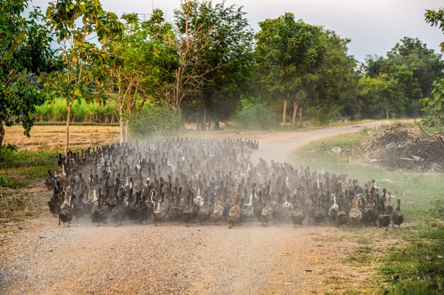 Bando de patos pastoreando na estrada de terra