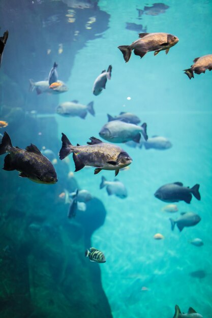 Foto bando de peixes a nadar no mar