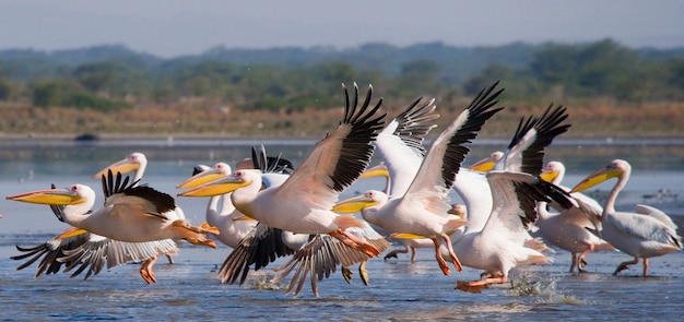 Bando de pelicanos está voando sobre o lago.