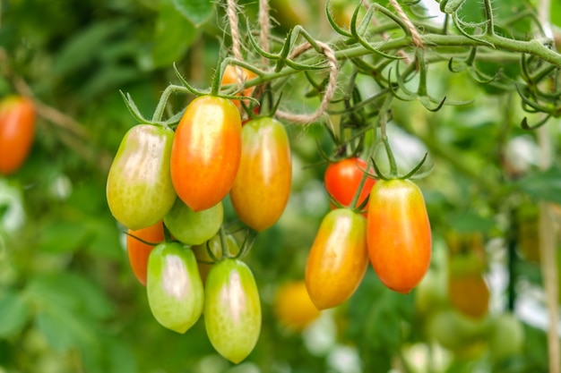 bando de pequenos tomates de maturidade variada na estufa de uma pequena fazenda de hortaliças