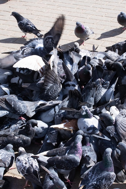 Bando de pombas cinzentas na calçada da cidade