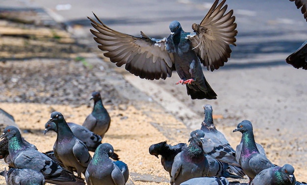 Bando de pombos andando e voando na rua