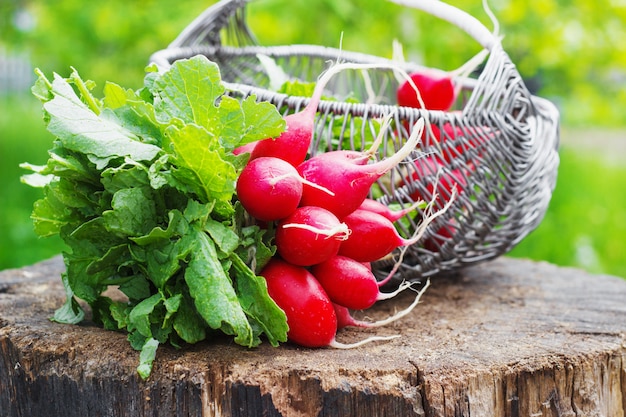 Bando de rabanete de jardim vermelho fresco em uma cesta no tronco