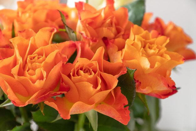 Bando de rosas laranja frescas fecham o fundo floral