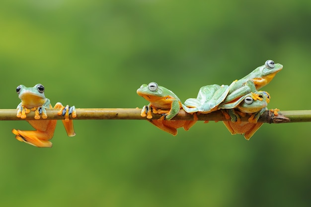 Bando de sapos em uma vara de bambu