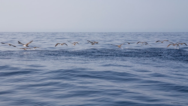 Bando de shearwater cory (calonectris diomedea) em tenerife.