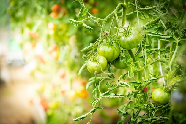 Bando de tomates naturais