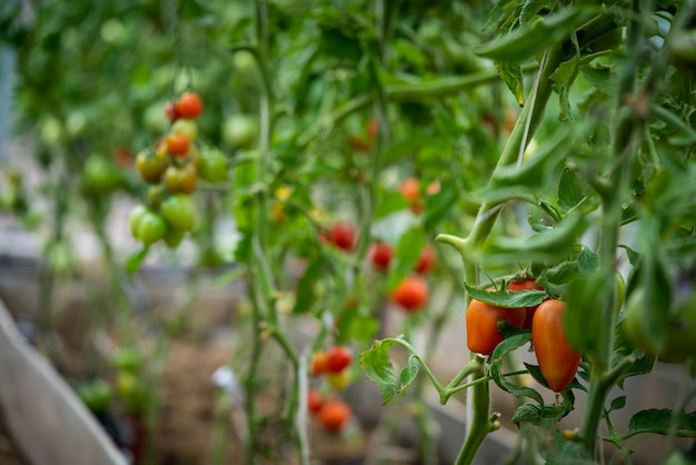 Foto bando de tomates naturais